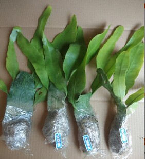 昙花盆栽室内客厅观赏花卉昙花一现好养植物阳台庭院昙花苗易成活