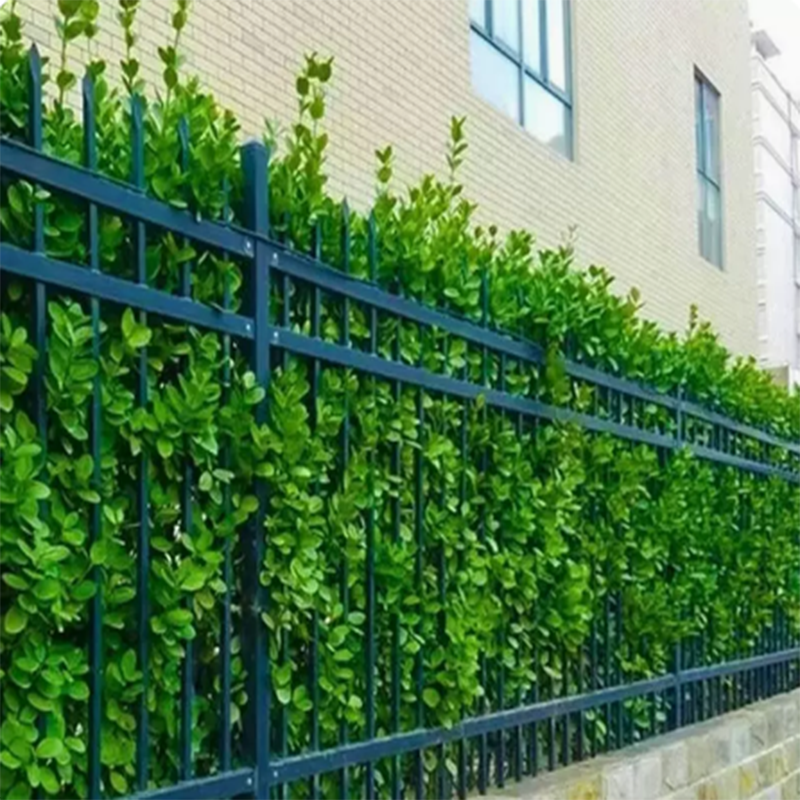 四季常青耐寒物庭绿化苗 北海道黄杨珊瑚苗 篱笆苗绿篱笆围墙植物