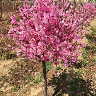园林绿化苗木庭院观花植物梅花苗嫁接榆叶梅苗榆叶梅树苗风景树苗