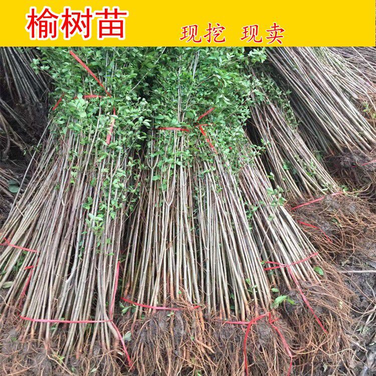 榆树苗 榆树小苗 白榆家榆 榆钱树 绿化树 别墅庭院 绿化工程树苗