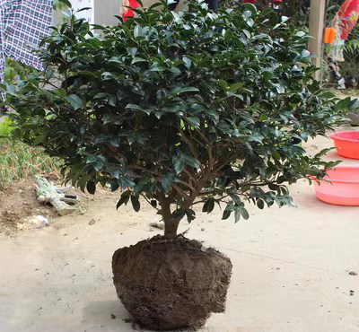茶梅树苗茶梅花苗茶梅球四季常青茶梅盆栽庭院园林绿化耐寒植物
