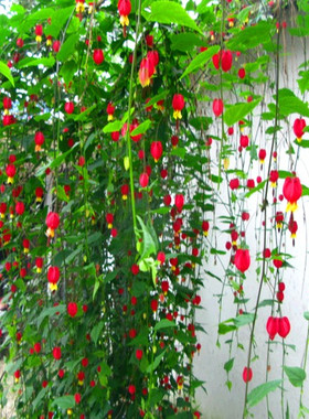藤本灯笼花季观花室内花爬藤植物
