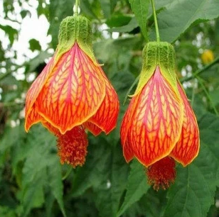 金铃花盆栽纹瓣悬铃花木本灯笼花四季花卉室内外盆栽植物耐阴常青