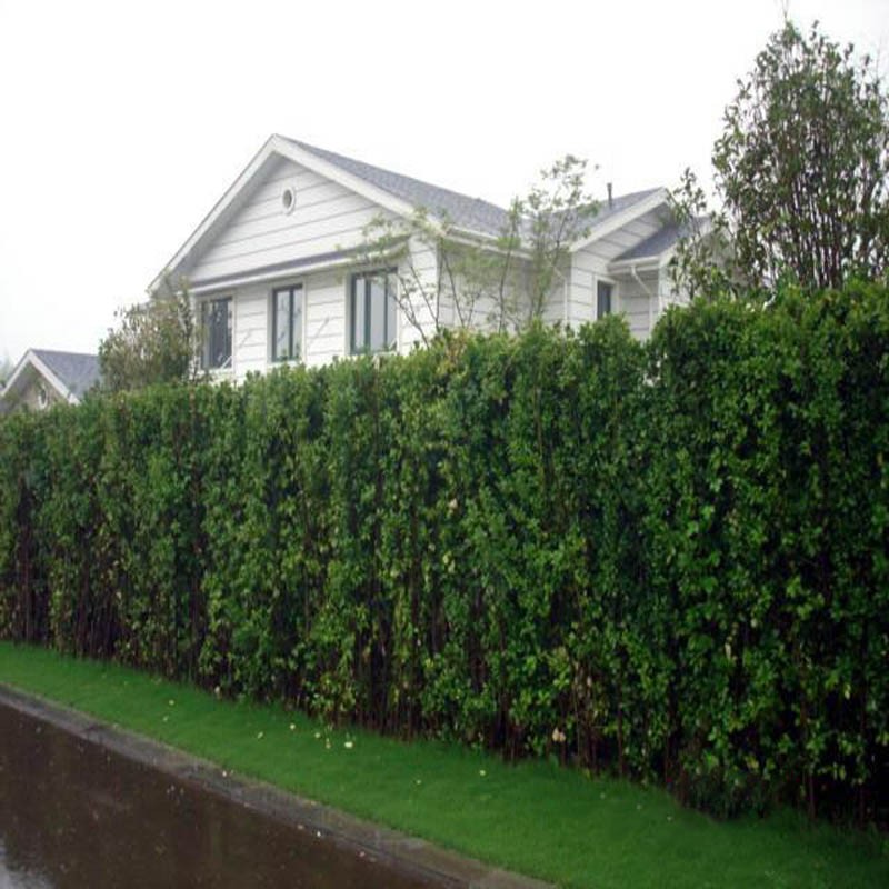 庭院耐寒篱笆围墙植物四季常青