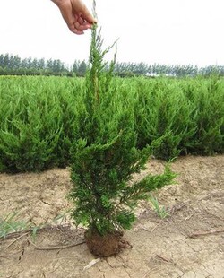 龙柏苗 龙柏小苗 龙柏树苗 小龙柏 龙柏 绿化小苗