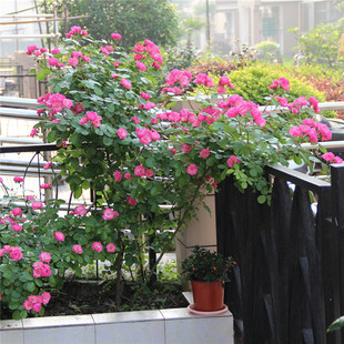 爬藤植物藤本月季花 安吉拉 攀援花卉四季开花多花蔷薇花苗带花苞