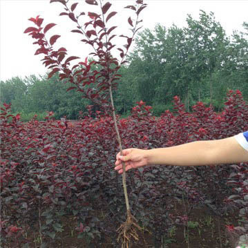 庭院种植植物紫叶李树苗红叶李