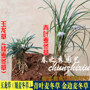 正宗矮麦冬草玉龙草金边麦冬草青叶麦冬种子耐寒季常青包邮