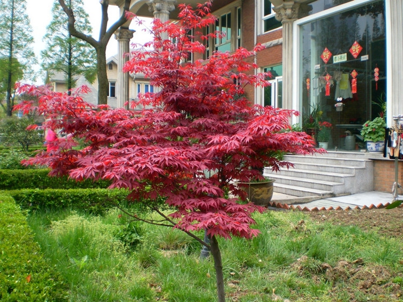 Green saplings Garden plants Maple trees Maple seedlings Red Maple Leaf Color seedlingsin the Flower delivery/Flowers simulation/Plants gardening , Flowers/Potted plants (New) , Plants  category - from Buy2taobao.com to provide professional Taobao agent buy service