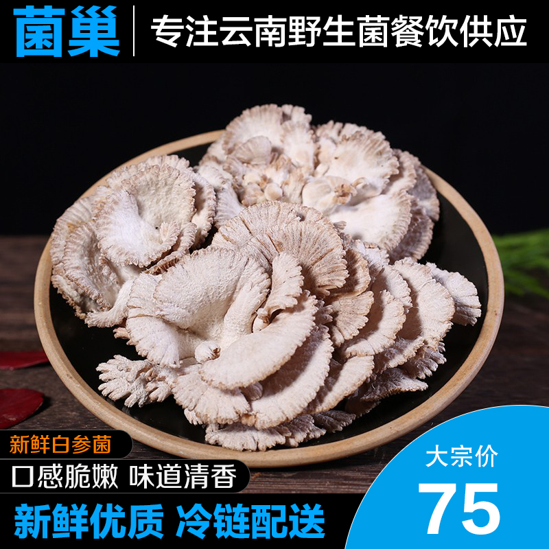 菌巢 新鲜白参菌1kg 云南野生菌菇 特产 炒蛋食材现摘现发包邮