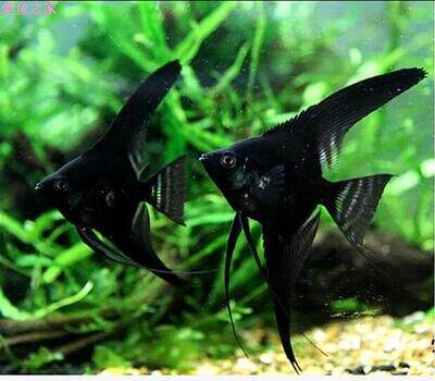 埃及神仙 红魔鬼神仙鱼 云石斑马神仙 熊猫 秘鲁神仙鱼 墨燕鱼