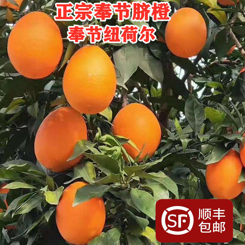 重庆奉节脐橙现摘孕妇新鲜水果纽荷尔10斤应季橙子整箱产地直发5,水产肉类/新鲜蔬果/熟食,橙,淘宝优惠券,粉丝福利购,淘宝优惠卷