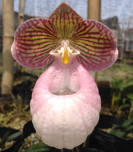 兰花-兜兰、拖鞋兰-硬叶兜兰Paphiopedilum wardii玉女