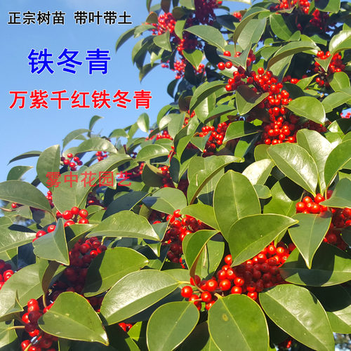 铁冬青树苗万紫千红名贵苗木