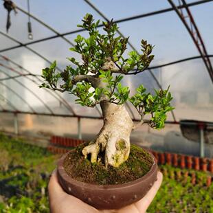 对节白蜡盆景老桩盆栽白皮微型掌上桌面熟桩矮霸绿植包邮一物一拍