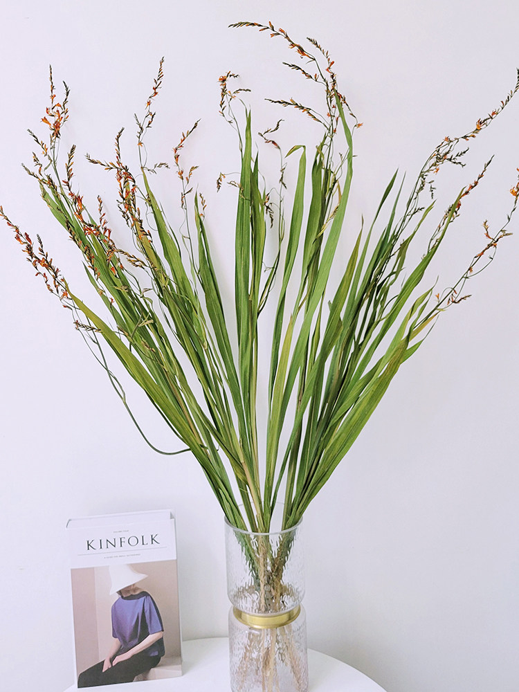 火焰兰带叶干花自然风干真花客厅装饰玄关橱柜落地插手工相框花材