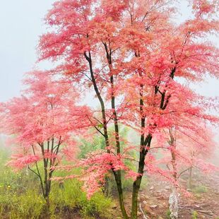 红枫树苗别墅花园庭院泰勒红枫变色粉红色花境 观赏植物绿化苗木