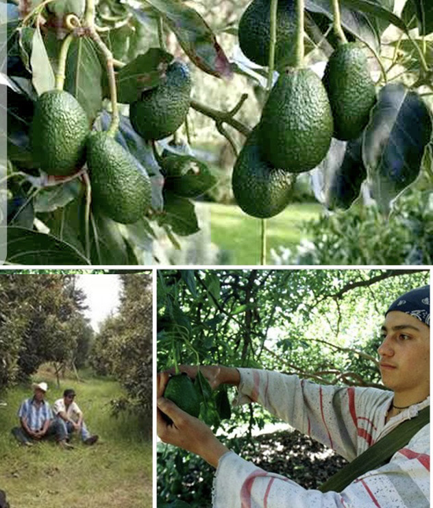 【定制】驻暖调理复方油感冒受寒精油