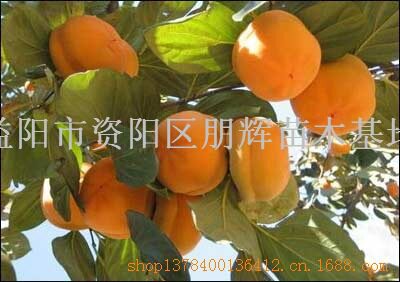 湖南果苗基地直销磨盘食用