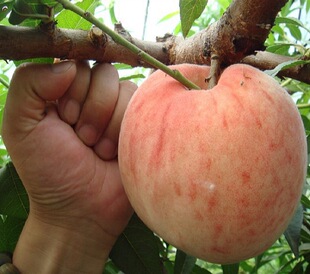 早熟优质特 大白桃苗新品种 果大甜脆早熟太白桃种苗包邮