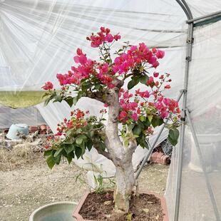 老桩高档三角梅大型盆景四季同安红四季开花带花苞庭院办公室花卉