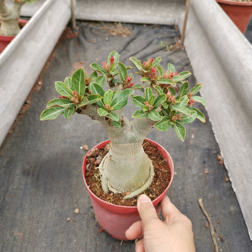 重瓣老桩沙漠玫瑰带花苞阳台