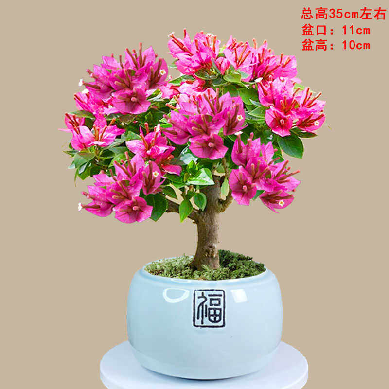 三角梅小桃红四季开花喜庆花卉红色花办公室客厅桌面阳台观花盆栽,鲜花速递/花卉仿真/绿植园艺,时令草本花卉,淘宝优惠券,粉丝福利购,淘宝优惠卷