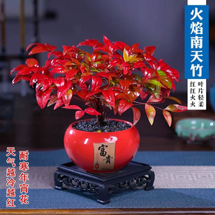 火焰蓝天竹四季常青冬季红叶耐寒植物年宵花盆景室内桌面观赏盆栽