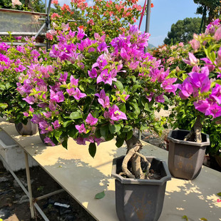 三角梅提根老桩常开阳花卉带花苞阳台庭院观花赏桩盆景耐高温耐旱