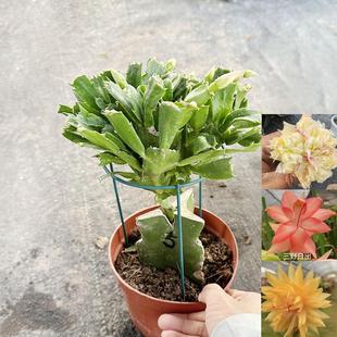 重瓣蟹爪兰盆栽锦上添花带花苞年宵花办公室客厅桌面盆栽四季常青