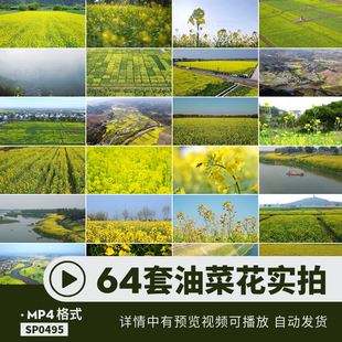 油菜花视频mov超高清大自然mp4田野户外人物空镜头航拍剪辑素材