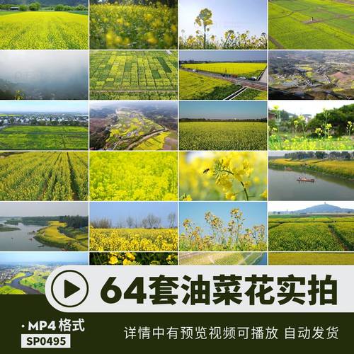 油菜花视频mov超高清大自然mp4田野户外人物空镜头航拍剪辑素材