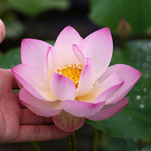新品【纤·素袂】周劲松小微型盆栽家庭种植露阳台碗莲荷花种藕苗