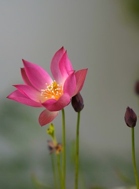 周劲松盆栽小荷花莲花碗莲种藕苗