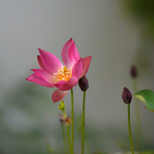 周劲松盆栽小荷花莲花碗莲种藕苗