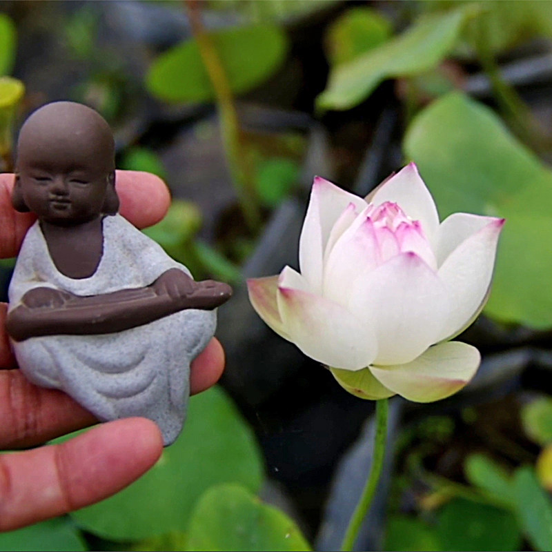 【纤&bull;梅浅】周劲松家小微型阳台盆栽碗莲荷花种藕根茎苗迷你花卉