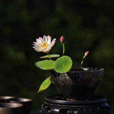 周劲松盆栽小荷花莲花碗莲种藕苗
