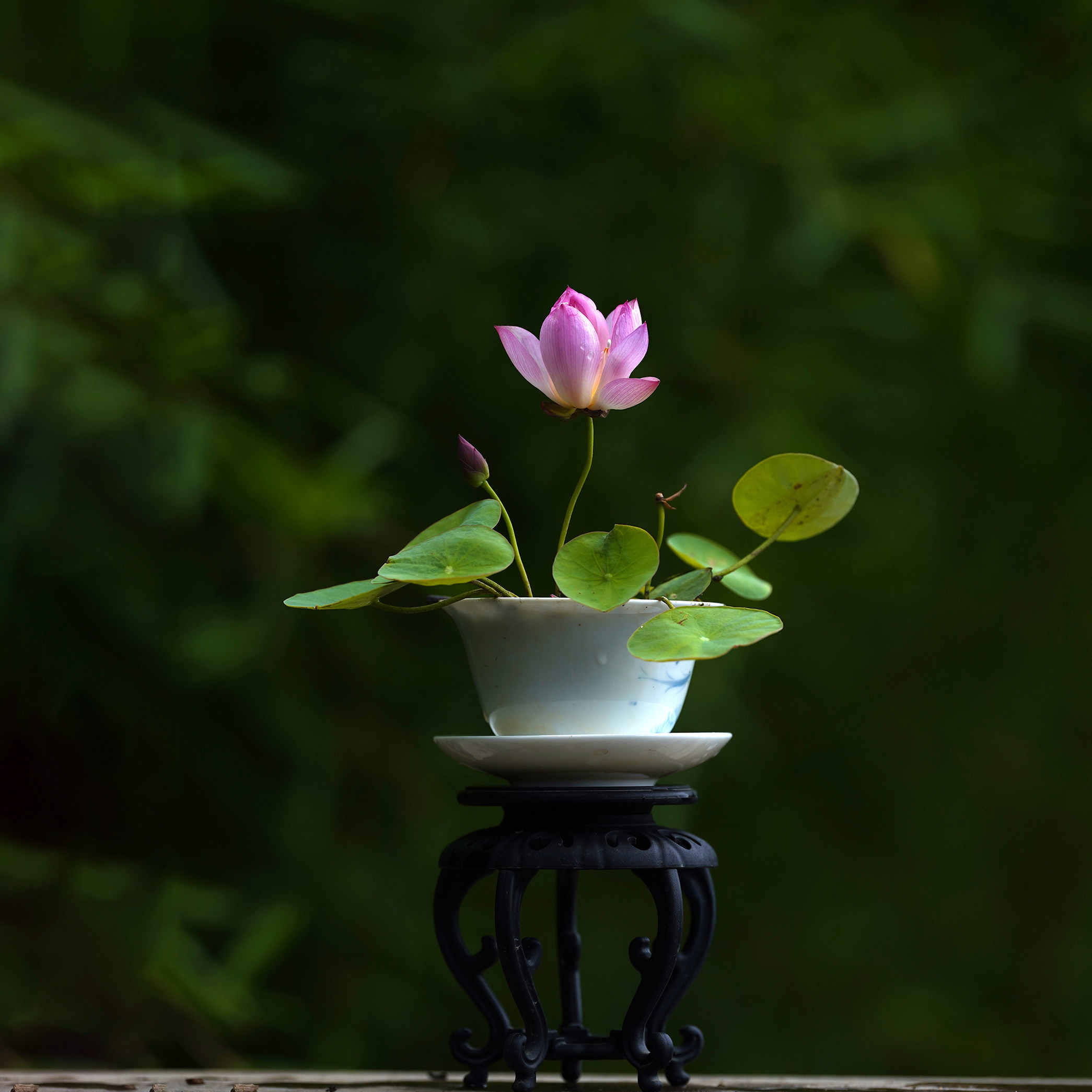 【水芸羞】湖南永州周劲松观赏小微型水生植物碗莲荷花裸根种藕苗