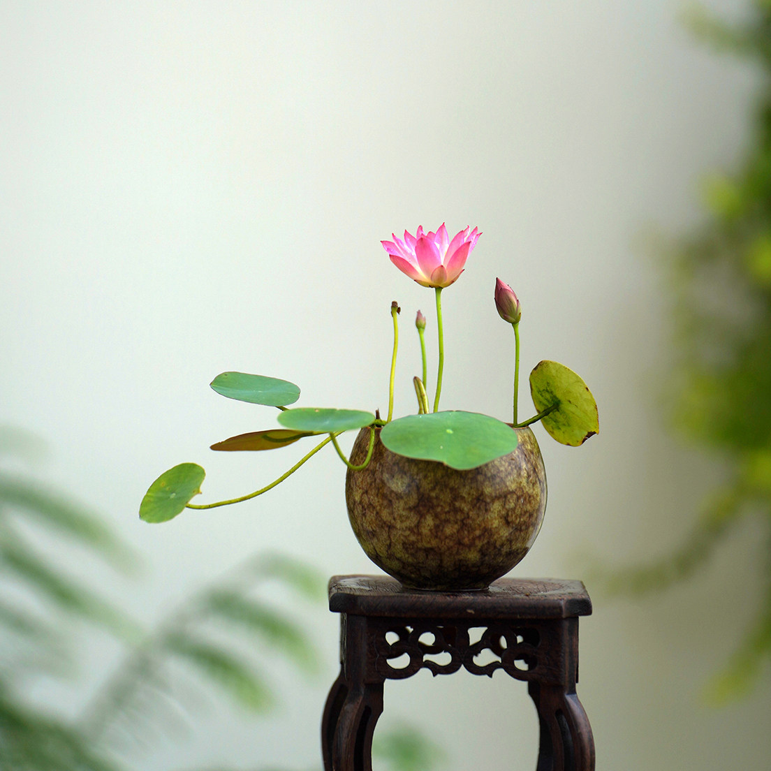 周劲松【隔凡洗尘】周劲松微型盆栽家庭种植碗莲荷花种藕根茎种苗