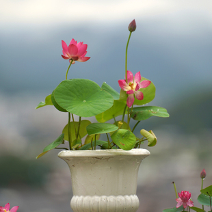 新品【来宾·醉芙蕖】周劲松红色小盆栽荷花微型莲花碗莲种藕苗