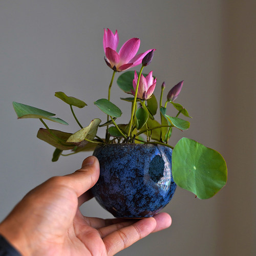 周劲松盆栽小荷花莲花碗莲种藕苗