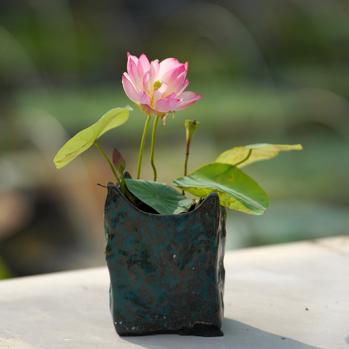 【纤&bull;小雅】湖南永州直播周劲松家养小微型碗莲种藕苗阳露台花卉