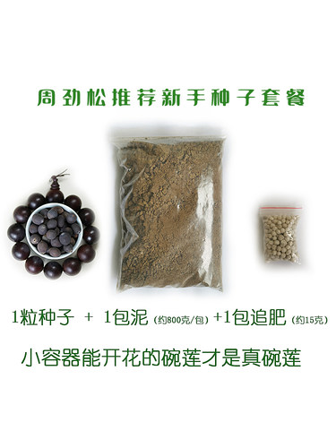 非栽培季节周劲松碗莲花新手套餐