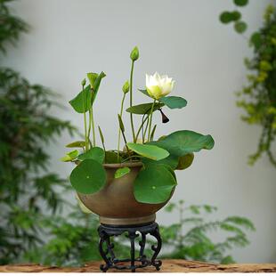 【素心】周劲松家阳露台养净化空气裸根小微型碗莲荷花种藕根茎苗
