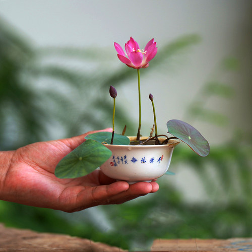 周劲松小微型碗莲荷花种藕根茎苗