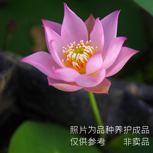 【烟雨】新手必入周劲松家窗阳台庭院小微型粉色碗莲荷花种藕小苗