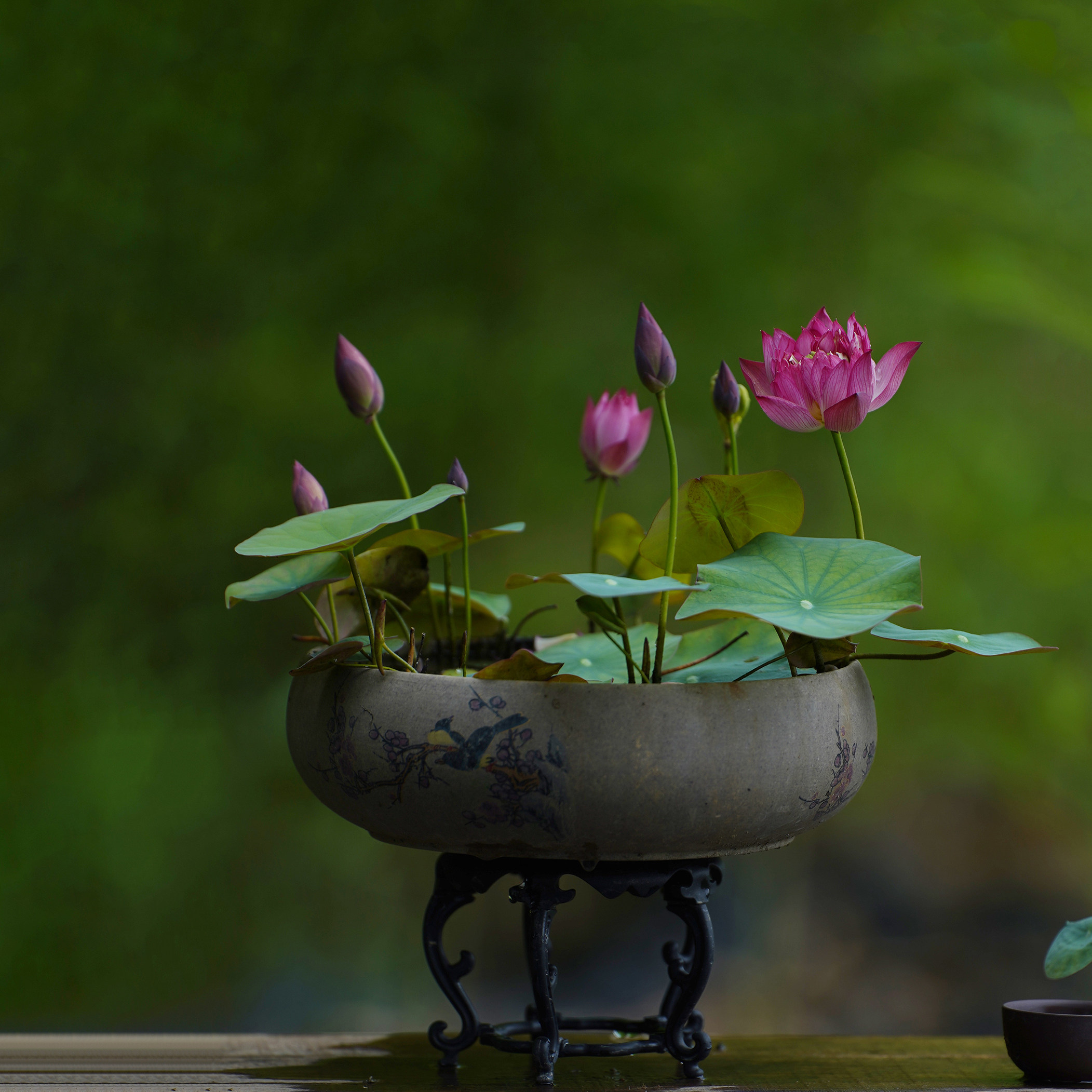【纤&middot;锦簇】周劲松家小微型盆栽家庭种植阳台碗莲荷花种藕根茎苗