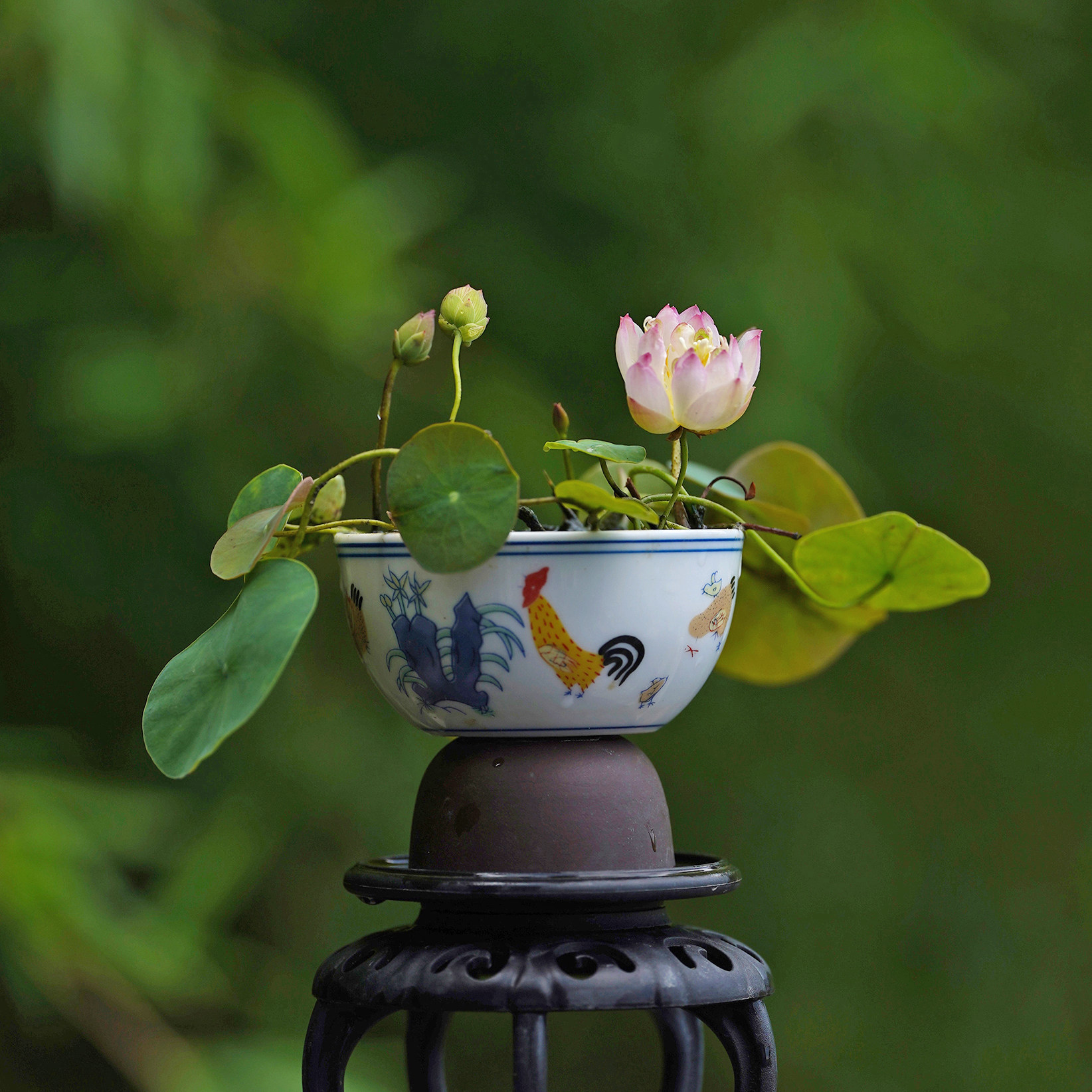 【蕊珠】周劲松家养楼顶庭院阳台小微型迷你非四季碗莲荷花种藕苗