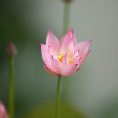 周劲松小微型碗莲荷花种藕根茎苗
