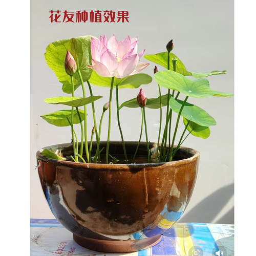 种植小微型盆新品家庭种植莲荷花